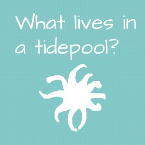 What lives in a tidepool