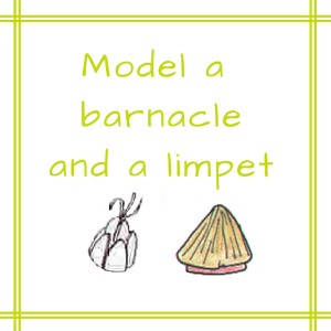 model a barnacle