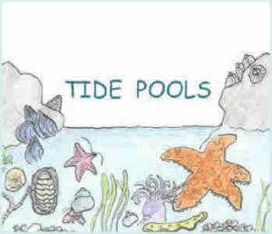 tidal pool theme